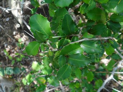 Streblus ilicifolius, photographed by Eugene Popov