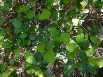 Streblus ilicifolius, photographed by Eugene Popov