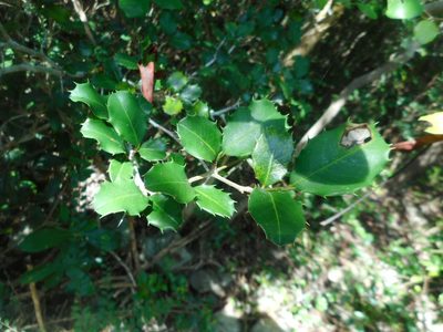 Streblus ilicifolius, photographed by Eugene Popov