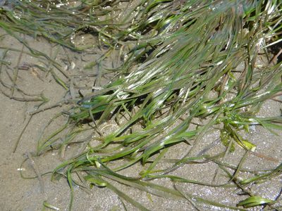 Zostera noltii, photographed by Duarte Frade