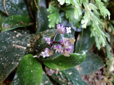 Hedyotis shenzhenensis, photographed by Toby Y