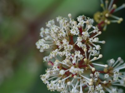 Ixora brachiata, photographed by Dinesh Valke