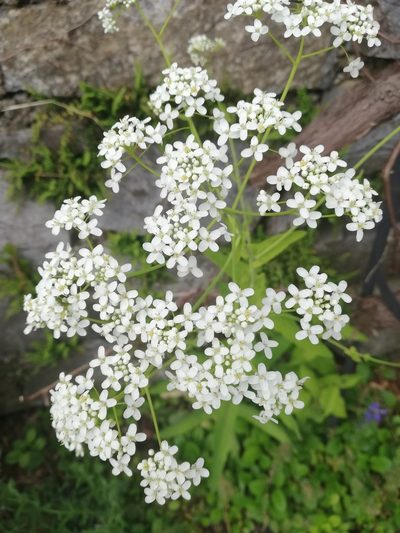 Peltaria alliacea, photographed by Jenni-Preihs