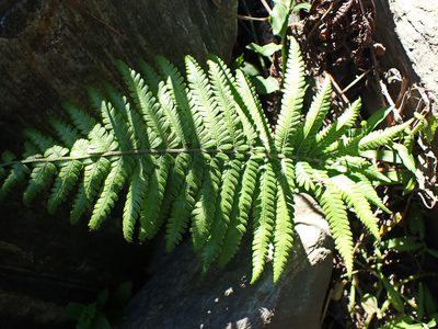 Amauropelta knysnaensis, photographed by Di Turner