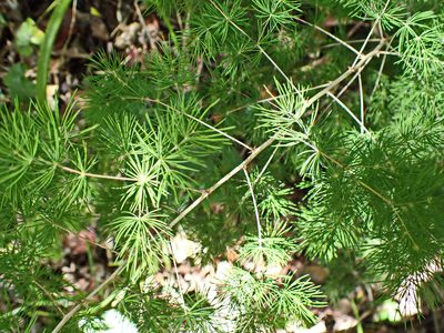 Asparagus macowanii, photographed by Di Turner