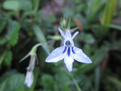 Lobelia cuneifolia, photographed by Nolan Exe