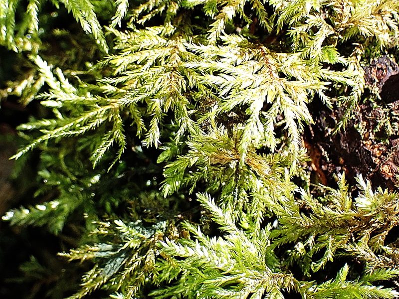 Porotrichum madagassum, photographed by Di Turner
