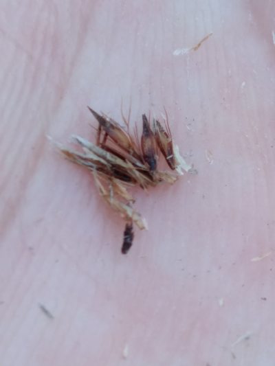 Rhynchospora capillacea, photographed by Scott Ward