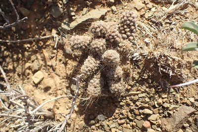 Anacampseros albidiflora, photographed by Nicola van Berkel