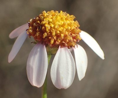 Phymaspermum parvifolium, photographed by Nicola van Berkel