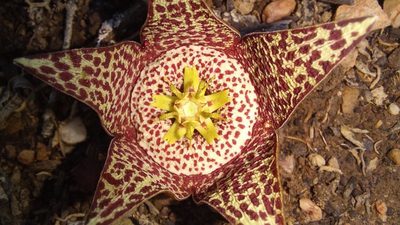 Orbea variegata, photographed by kevin koen