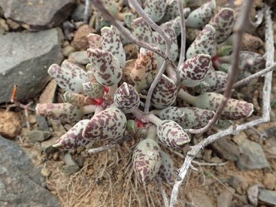 Adromischus cooperi, photographed by Nicola van Berkel