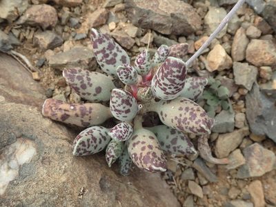 Adromischus cooperi, photographed by Nicola van Berkel