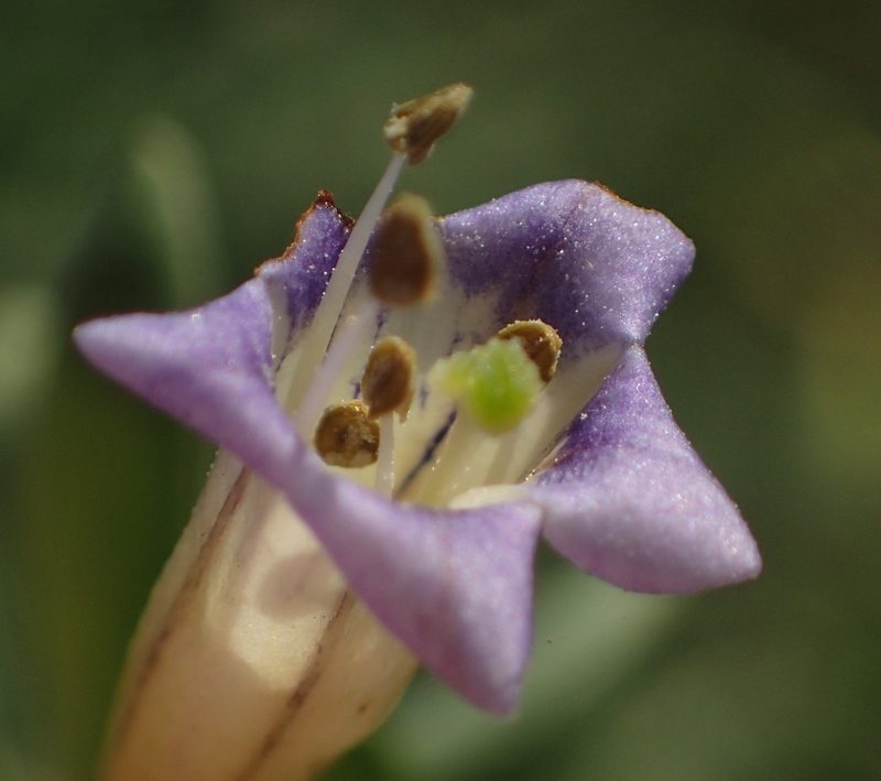 Lycium oxycarpum, photographed by Nicola van Berkel
