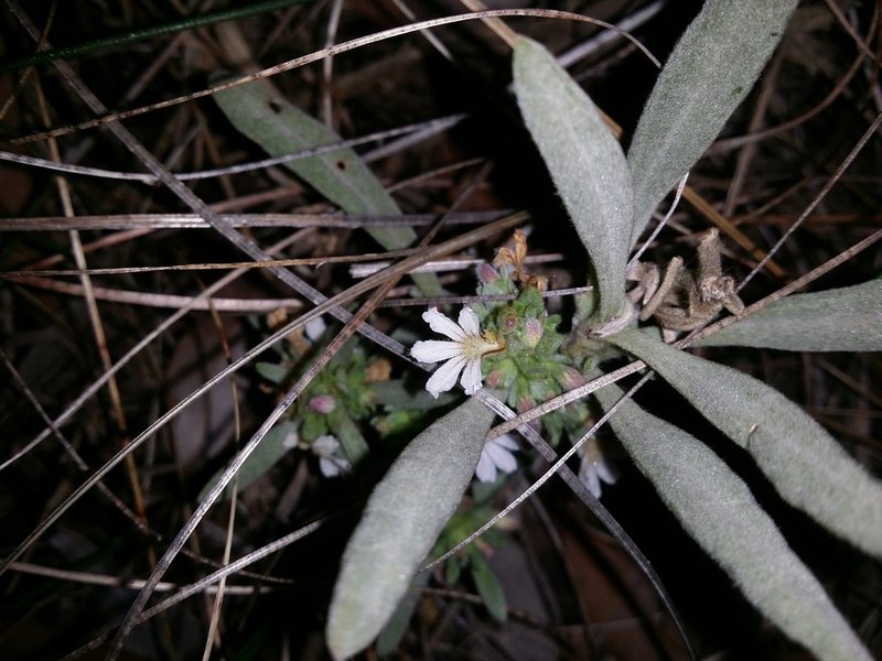 Scaevola canescens, photographed by Helium Luo