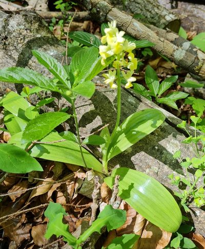 Orchis pallens, photographed by talum