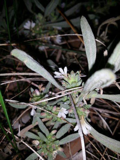 Scaevola canescens, photographed by Helium Luo