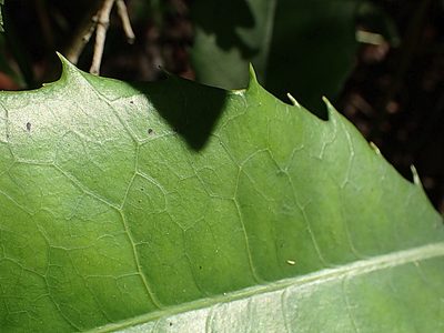 Elaeodendron croceum, photographed by Di Turner