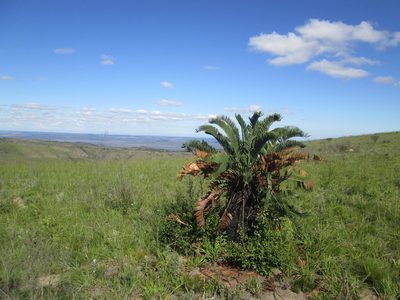 Encephalartos longifolius, photographed by Nolan Exe