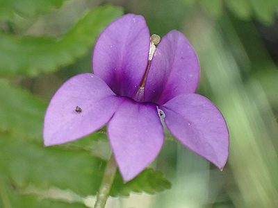 Monopsis unidentata, photographed by Di Turner