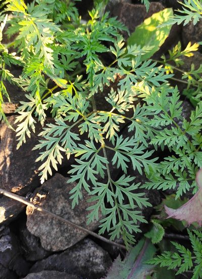 Sphallerocarpus gracilis, photographed by Юлия