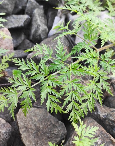 Sphallerocarpus gracilis, photographed by Юлия