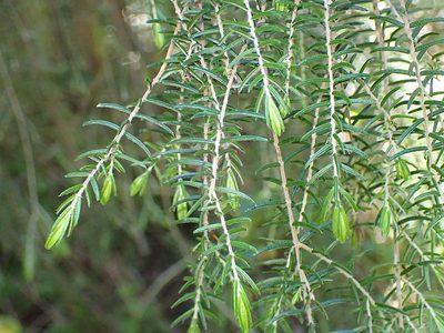Passerina falcifolia, photographed by Di Turner