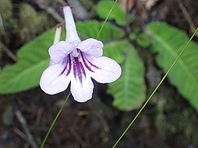 Streptocarpus rexii, photographed by Di Turner