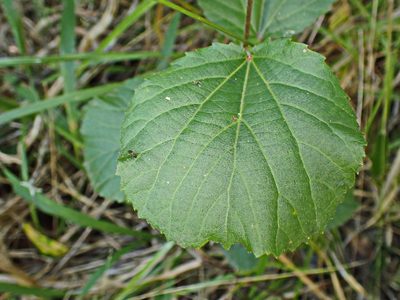 Trimeria grandifolia, photographed by Di Turner