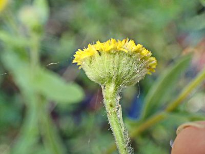 Pulicaria scabra, photographed by Di Turner