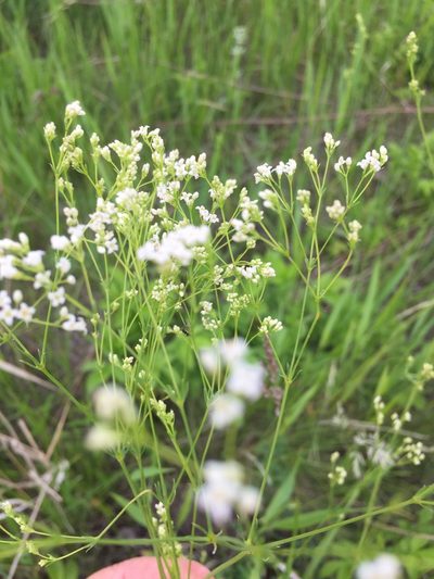 Galium octonarium, photographed by Елена Патерикина