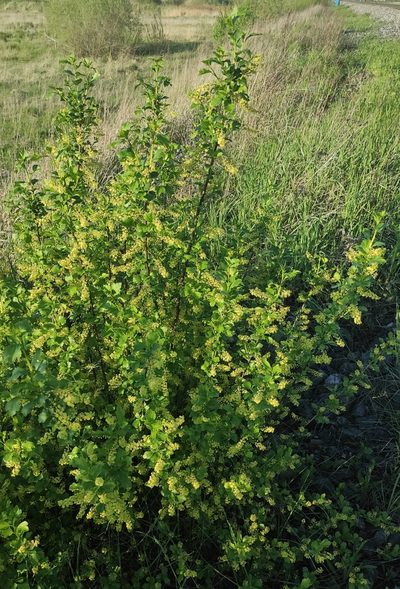 Ribes diacantha, photographed by Юлия