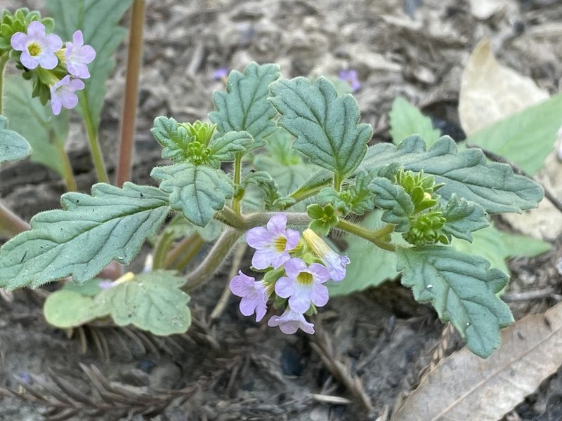 Phacelia suaveolens, photographed by Leah Gardner