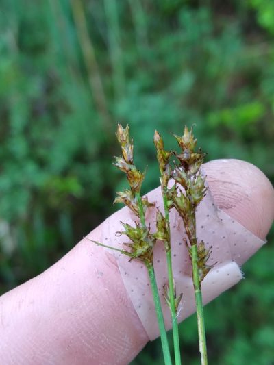 Carex sterilis, photographed by Scott Ward