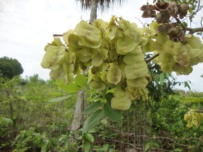 Piscidia piscipula, photographed by Henry A. Rodríguez Romero