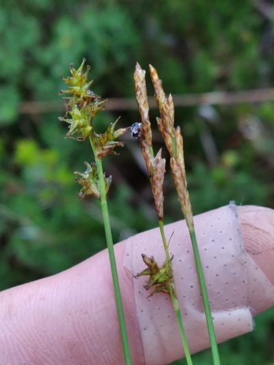 Carex sterilis, photographed by Scott Ward
