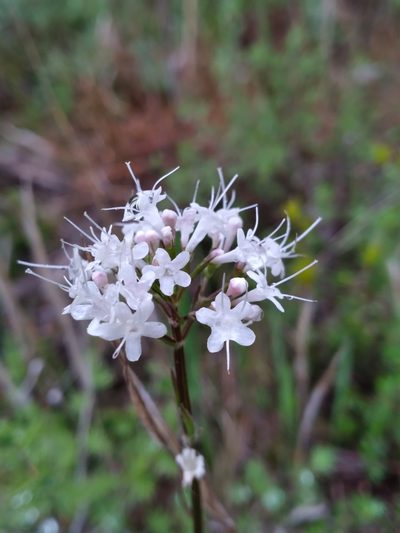 Valeriana uliginosa, photographed by Scott Ward