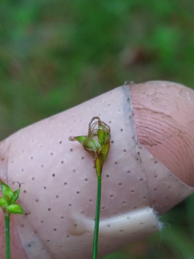 Carex alascana, photographed by Scott Ward