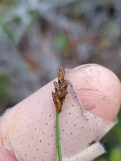 Carex alascana, photographed by Scott Ward