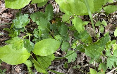 Ribes hirtellum, photographed by Mary E. Macaulay, P.Eng.