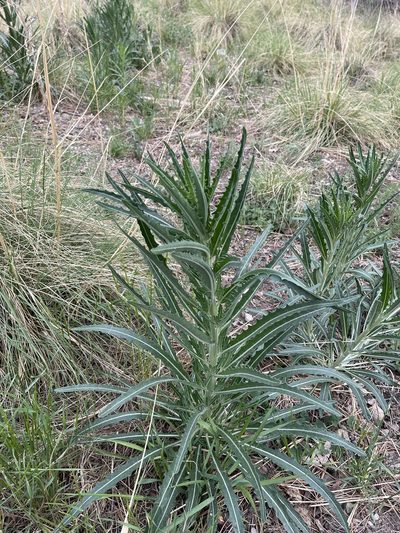 Mentzelia rusbyi, photographed by CK2AZ