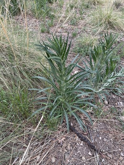 Mentzelia rusbyi, photographed by CK2AZ