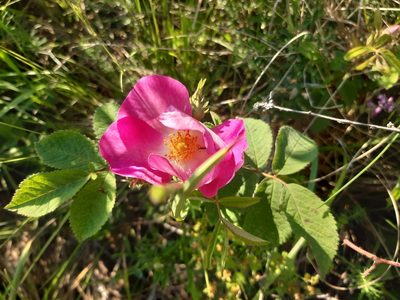 Rosa gallica, photographed by Martin Scheuch
