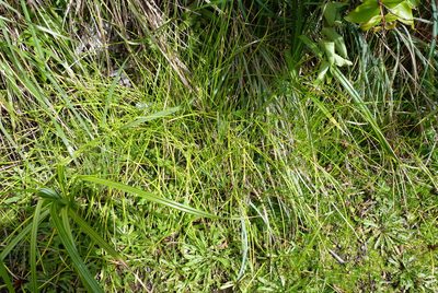 Isolepis distigmatosa, photographed by Colin Meurk