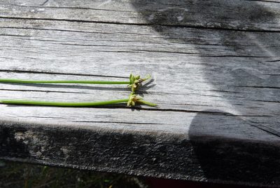 Isolepis distigmatosa, photographed by Colin Meurk