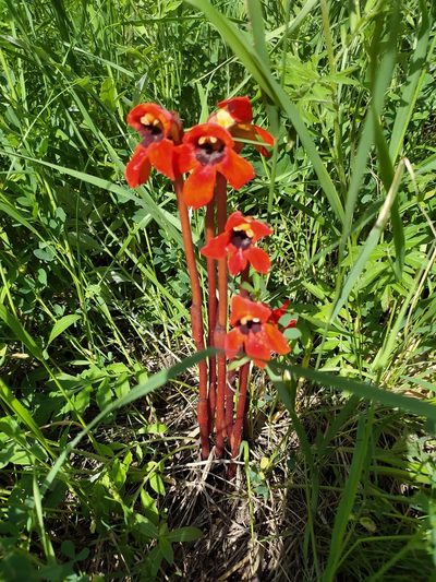 Phelypaea coccinea, photographed by sergleb