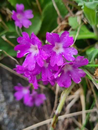 Primula villosa, photographed by Jacek Pietruszewski