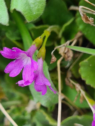 Primula villosa, photographed by Jacek Pietruszewski