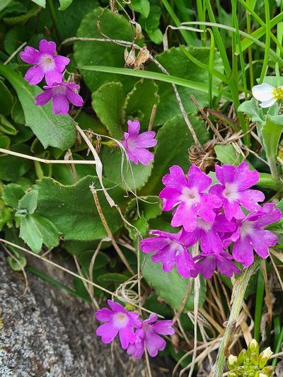 Primula villosa, photographed by Jacek Pietruszewski