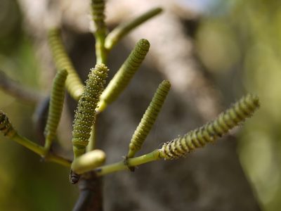 Gnetum edule, photographed by Dinesh Valke